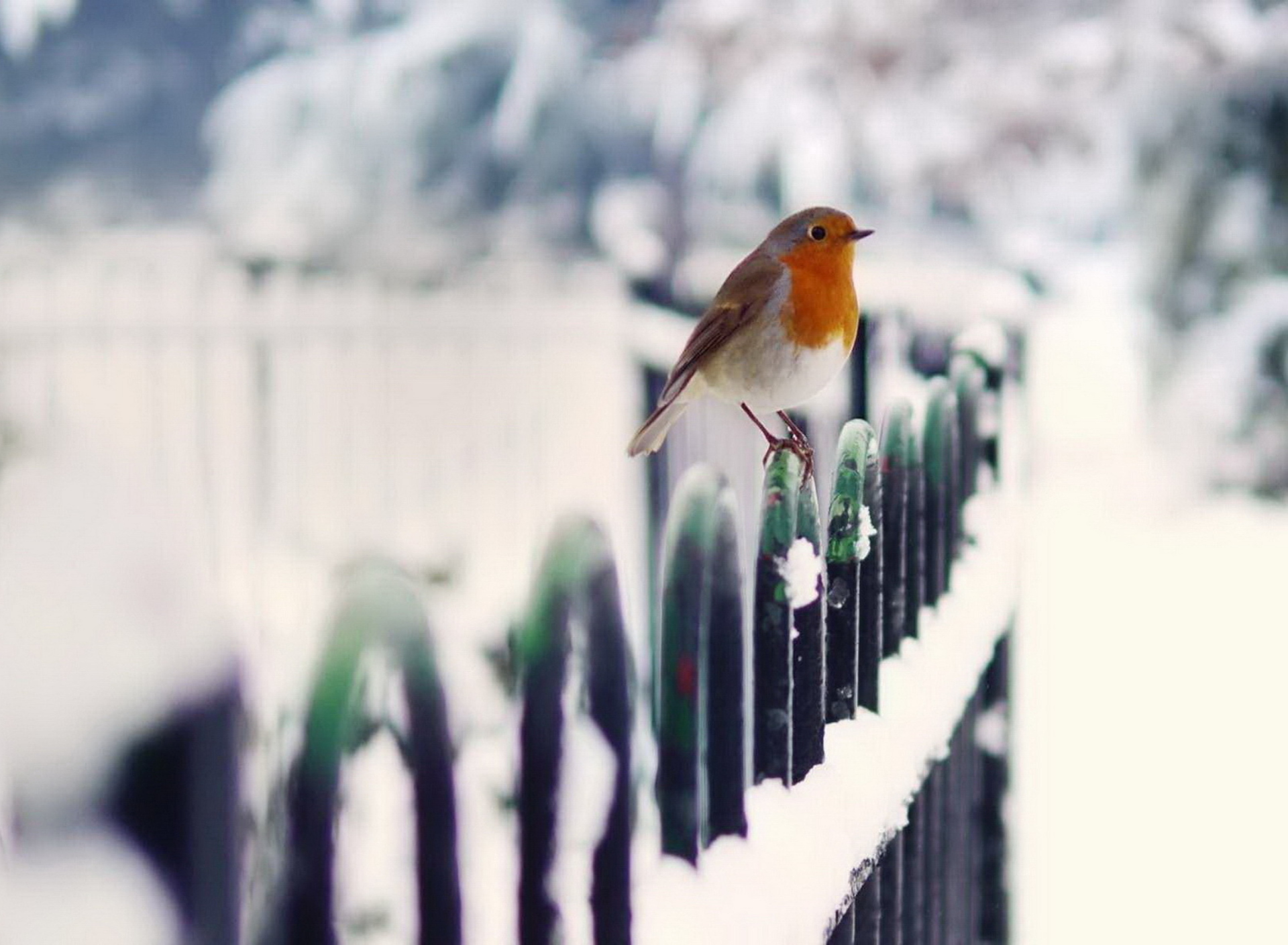 Screenshot №1 pro téma Winter Bird 1920x1408