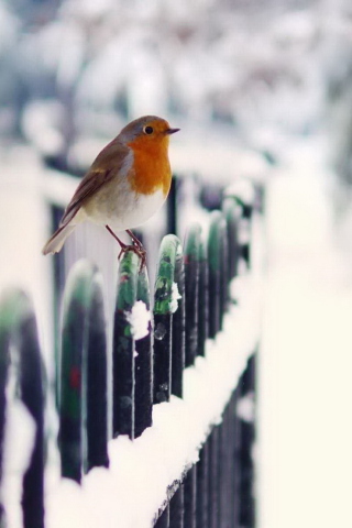 Screenshot №1 pro téma Winter Bird 320x480