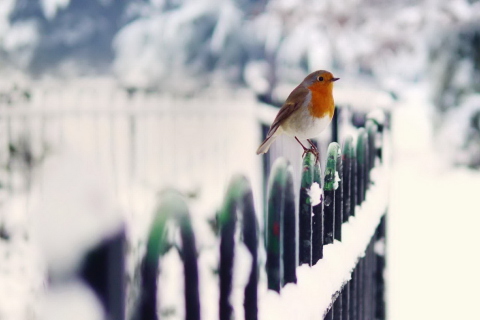 Screenshot №1 pro téma Winter Bird 480x320