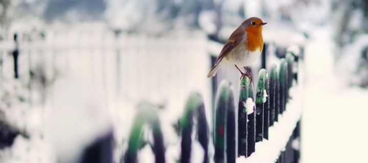 Screenshot №1 pro téma Winter Bird 720x320