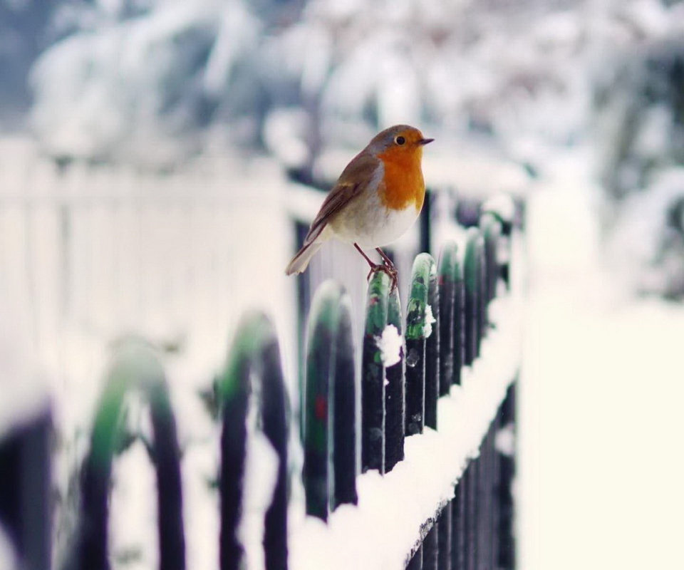 Winter Bird screenshot #1 960x800
