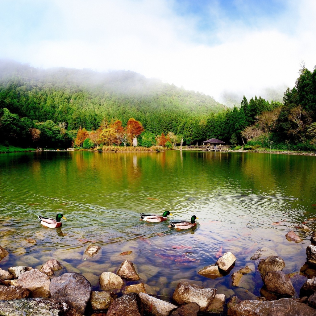 Das Picturesque Lake And Ducks Wallpaper 1024x1024