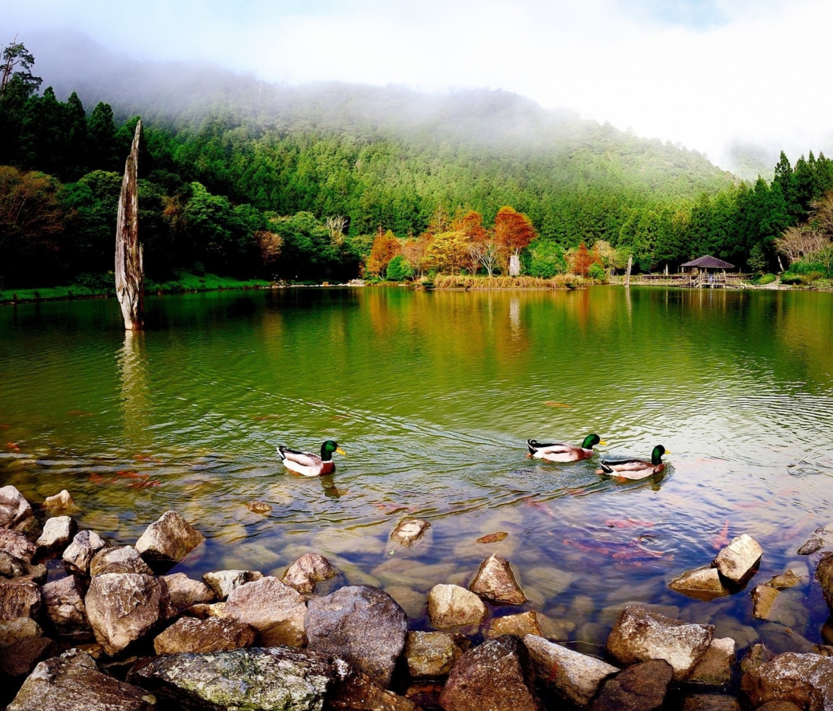 Обои Picturesque Lake And Ducks 1200x1024