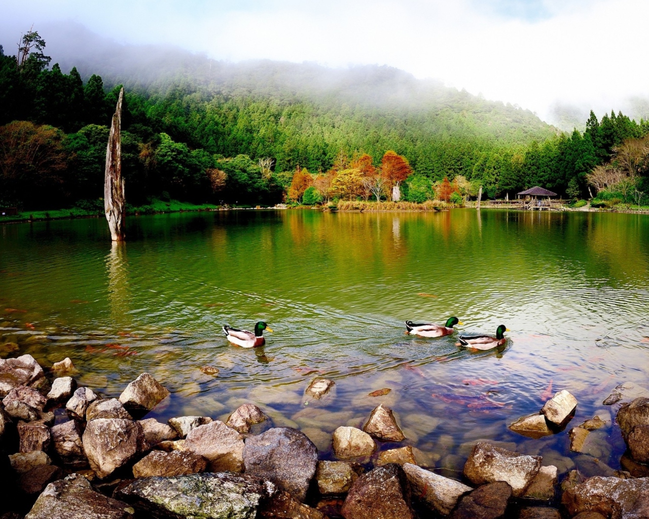 Обои Picturesque Lake And Ducks 1280x1024