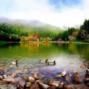 Обои Picturesque Lake And Ducks 128x128