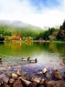 Fondo de pantalla Picturesque Lake And Ducks 132x176