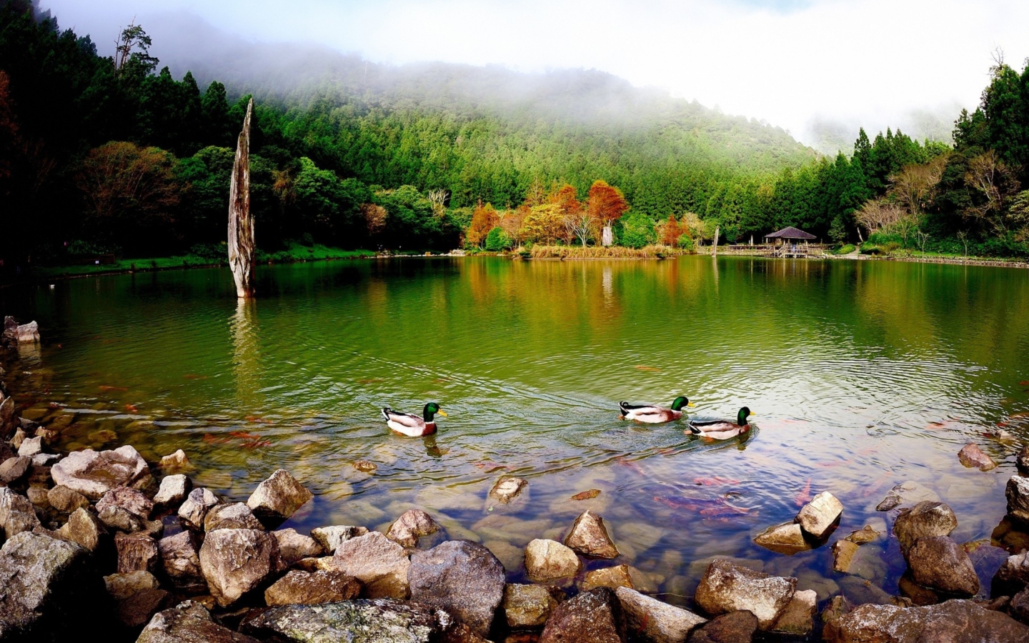 Picturesque Lake And Ducks wallpaper 1440x900