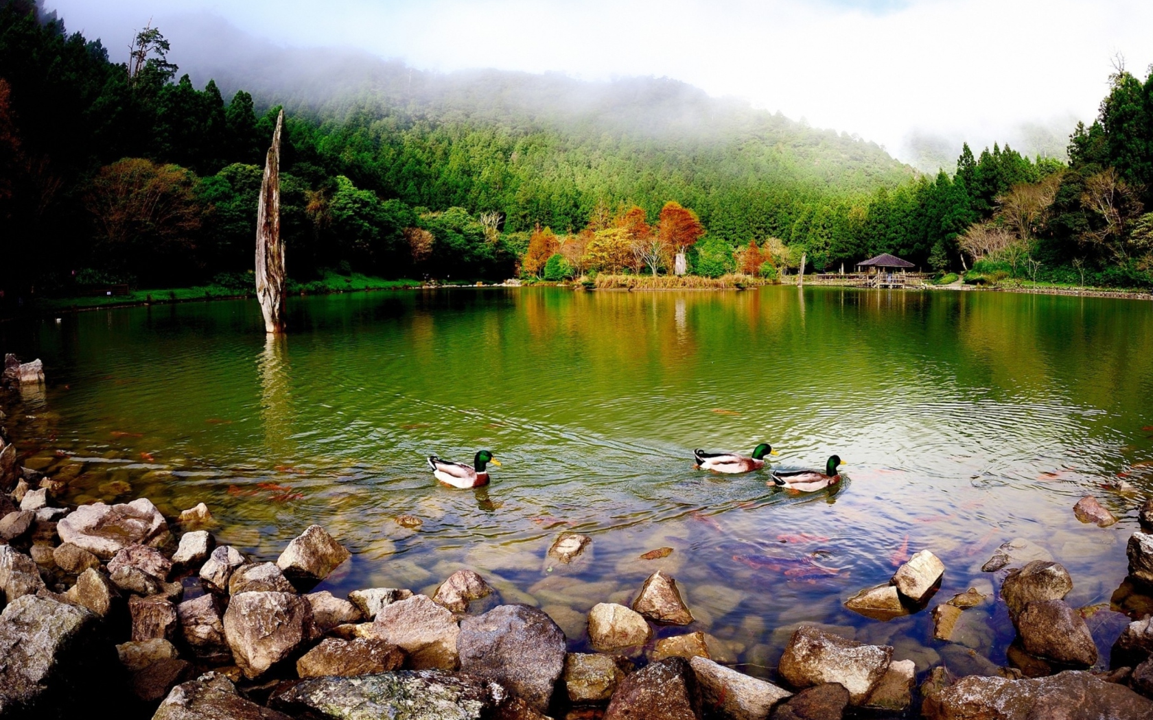 Sfondi Picturesque Lake And Ducks 1680x1050