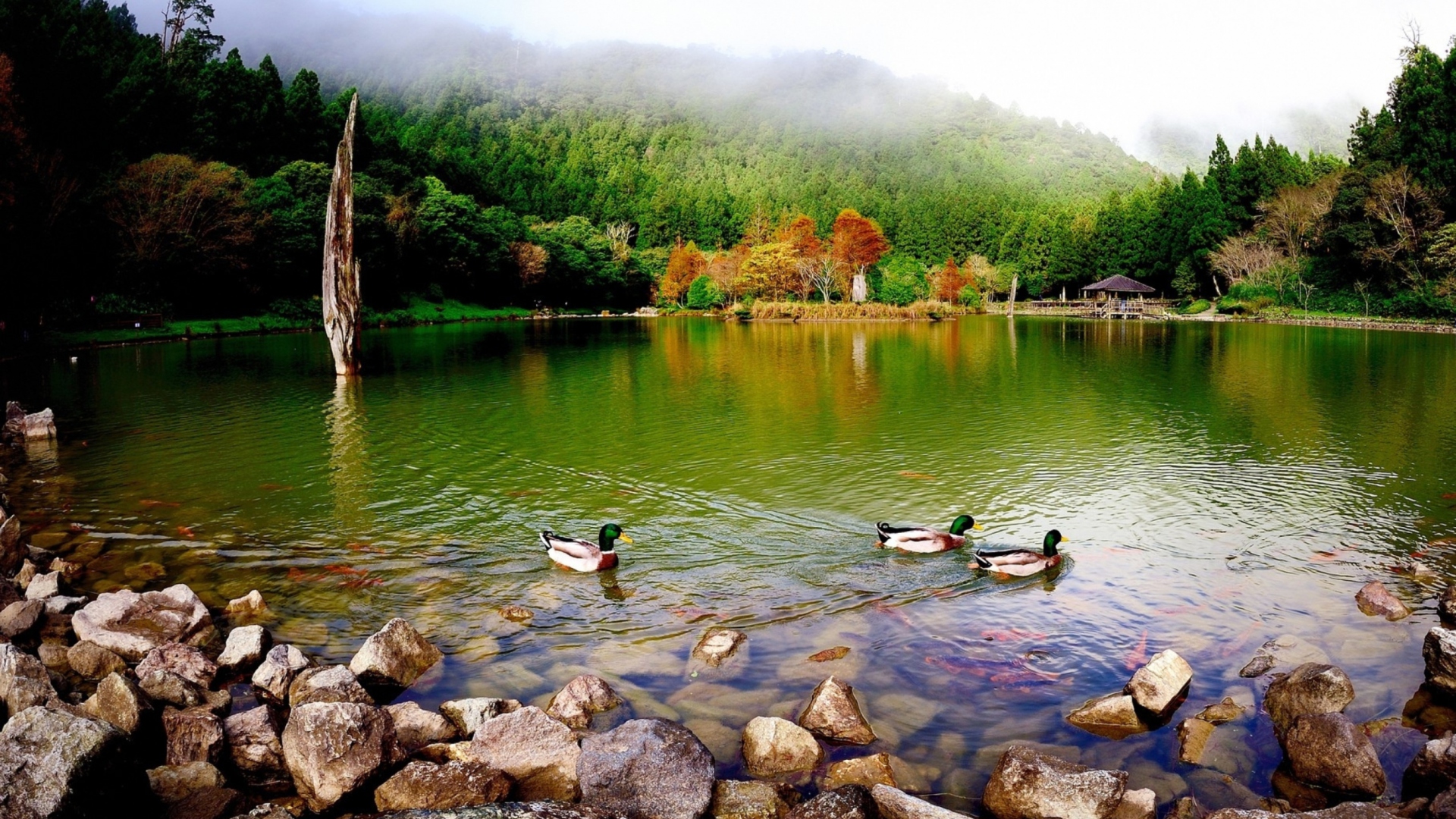 Обои Picturesque Lake And Ducks 1920x1080