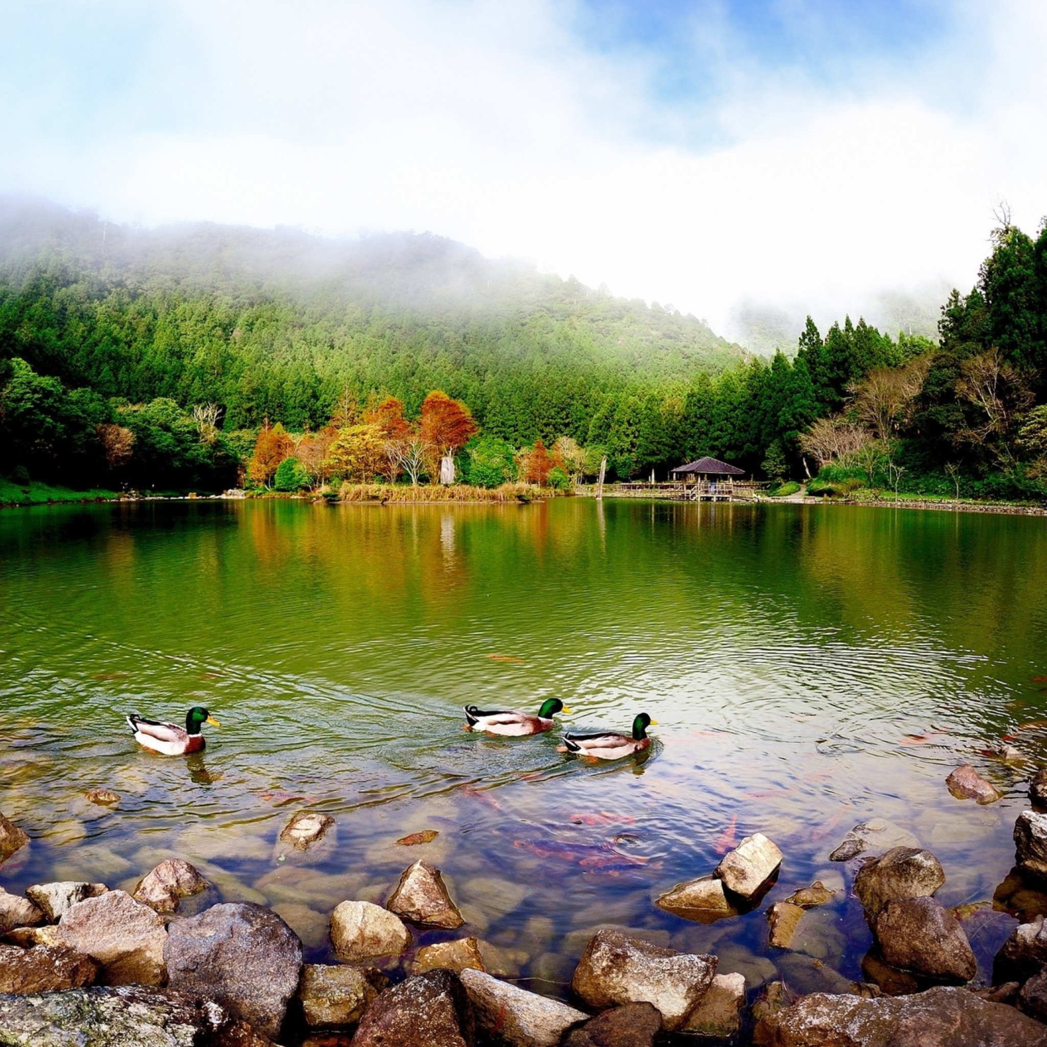 Das Picturesque Lake And Ducks Wallpaper 2048x2048
