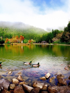 Picturesque Lake And Ducks screenshot #1 240x320