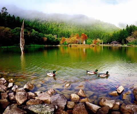Screenshot №1 pro téma Picturesque Lake And Ducks 480x400