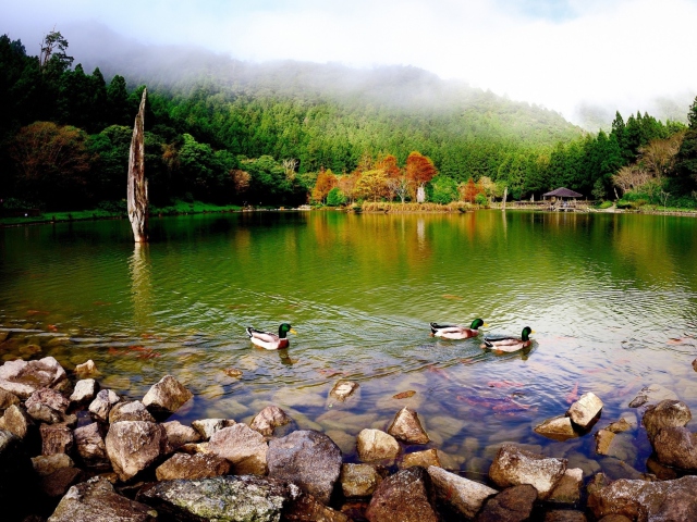 Picturesque Lake And Ducks wallpaper 640x480