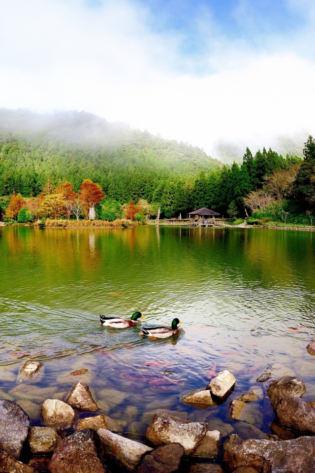 Sfondi Picturesque Lake And Ducks 640x960