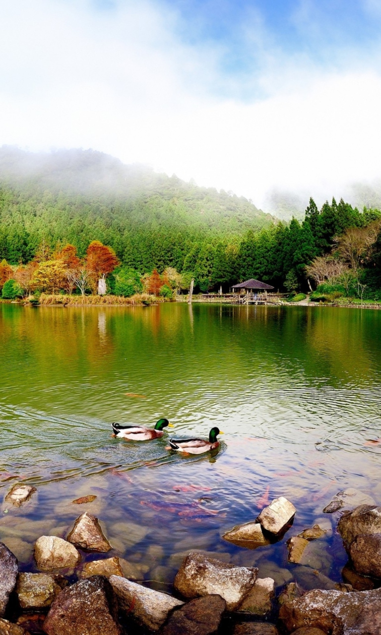 Sfondi Picturesque Lake And Ducks 768x1280