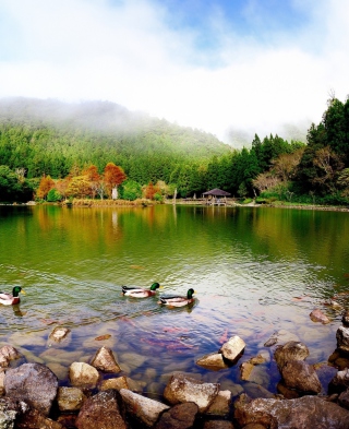 Picturesque Lake And Ducks sfondi gratuiti per iPhone 4S