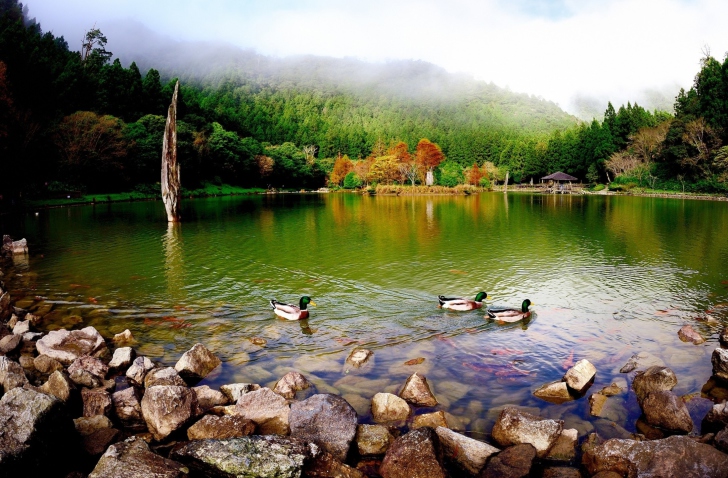 Das Picturesque Lake And Ducks Wallpaper