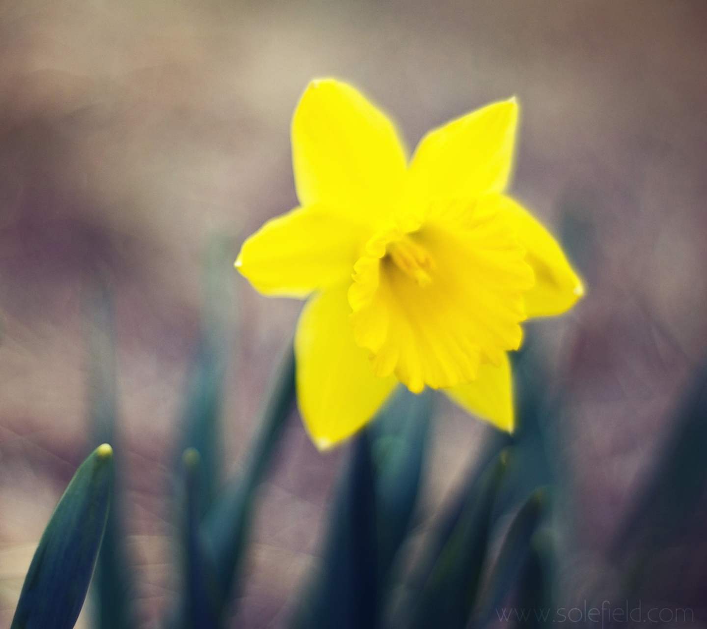 Yellow Flower screenshot #1 1440x1280