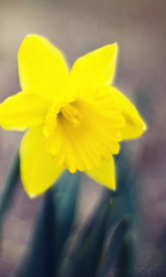 Screenshot №1 pro téma Yellow Flower 240x400