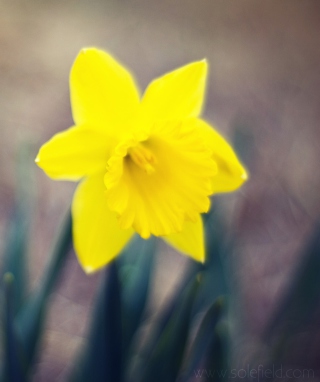 Yellow Flower - Obrázkek zdarma pro Nokia Lumia 1520