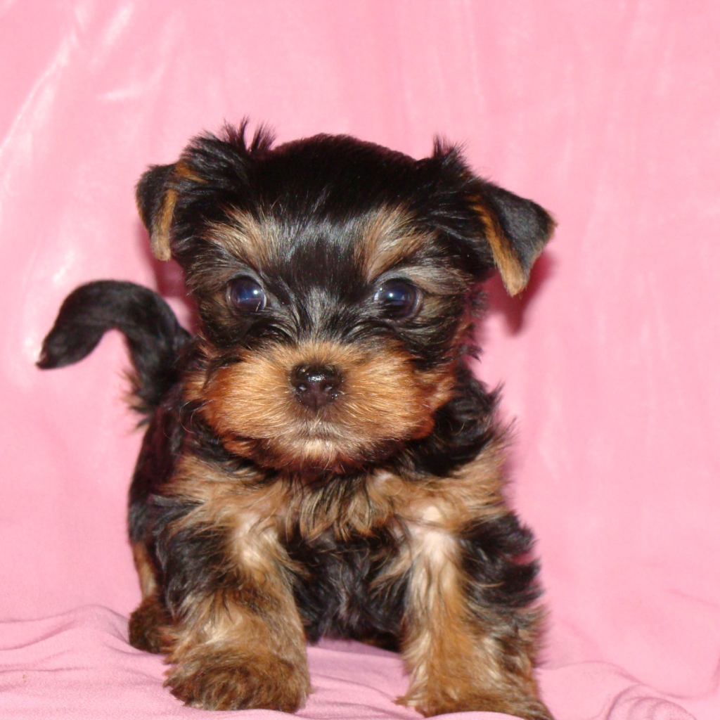 Sfondi Yorkshire Terrier 1024x1024