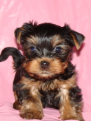 Screenshot №1 pro téma Yorkshire Terrier 132x176