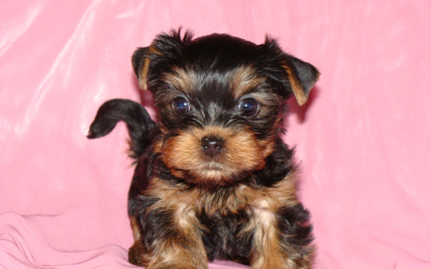 Fondo de pantalla Yorkshire Terrier 1440x900