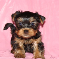 Yorkshire Terrier screenshot #1 208x208