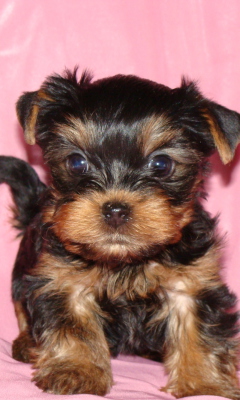 Sfondi Yorkshire Terrier 240x400