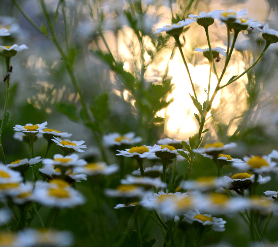 Das Chamomile Macro Photo Wallpaper 1080x960