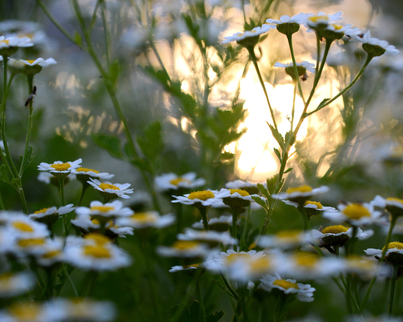 Screenshot №1 pro téma Chamomile Macro Photo 1280x1024