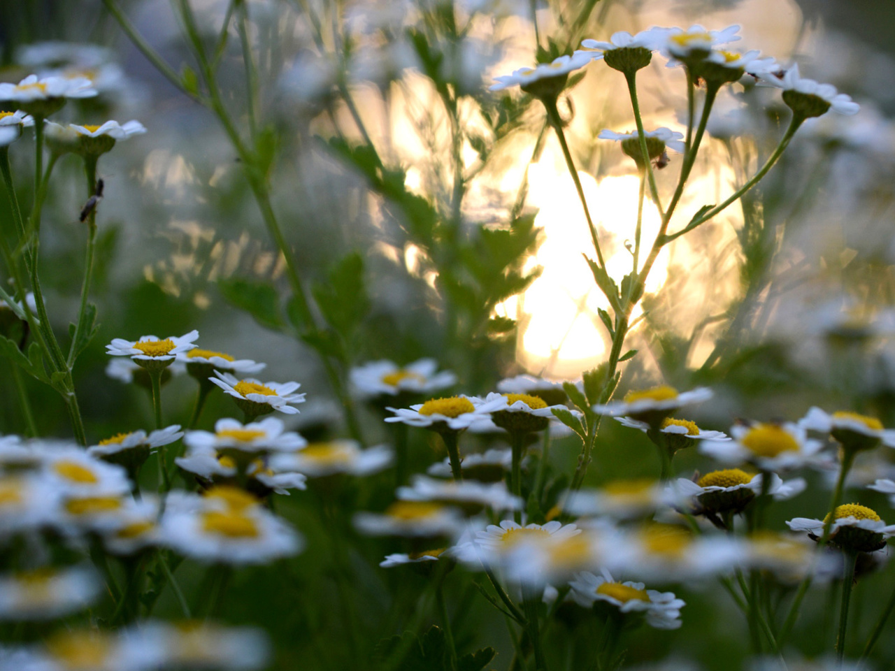 Das Chamomile Macro Photo Wallpaper 1280x960