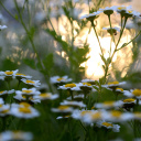 Обои Chamomile Macro Photo 128x128