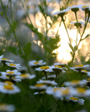 Chamomile Macro Photo wallpaper 128x160