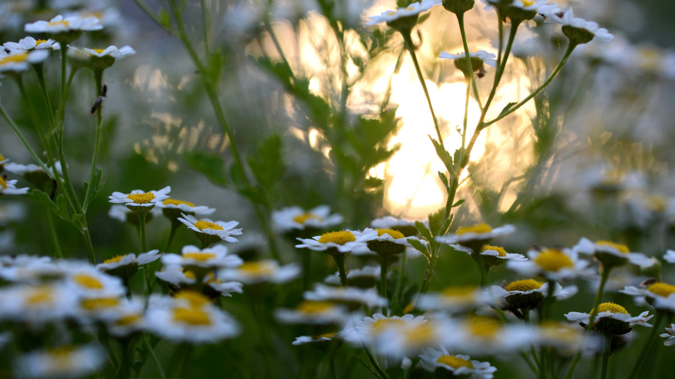 Обои Chamomile Macro Photo 1366x768