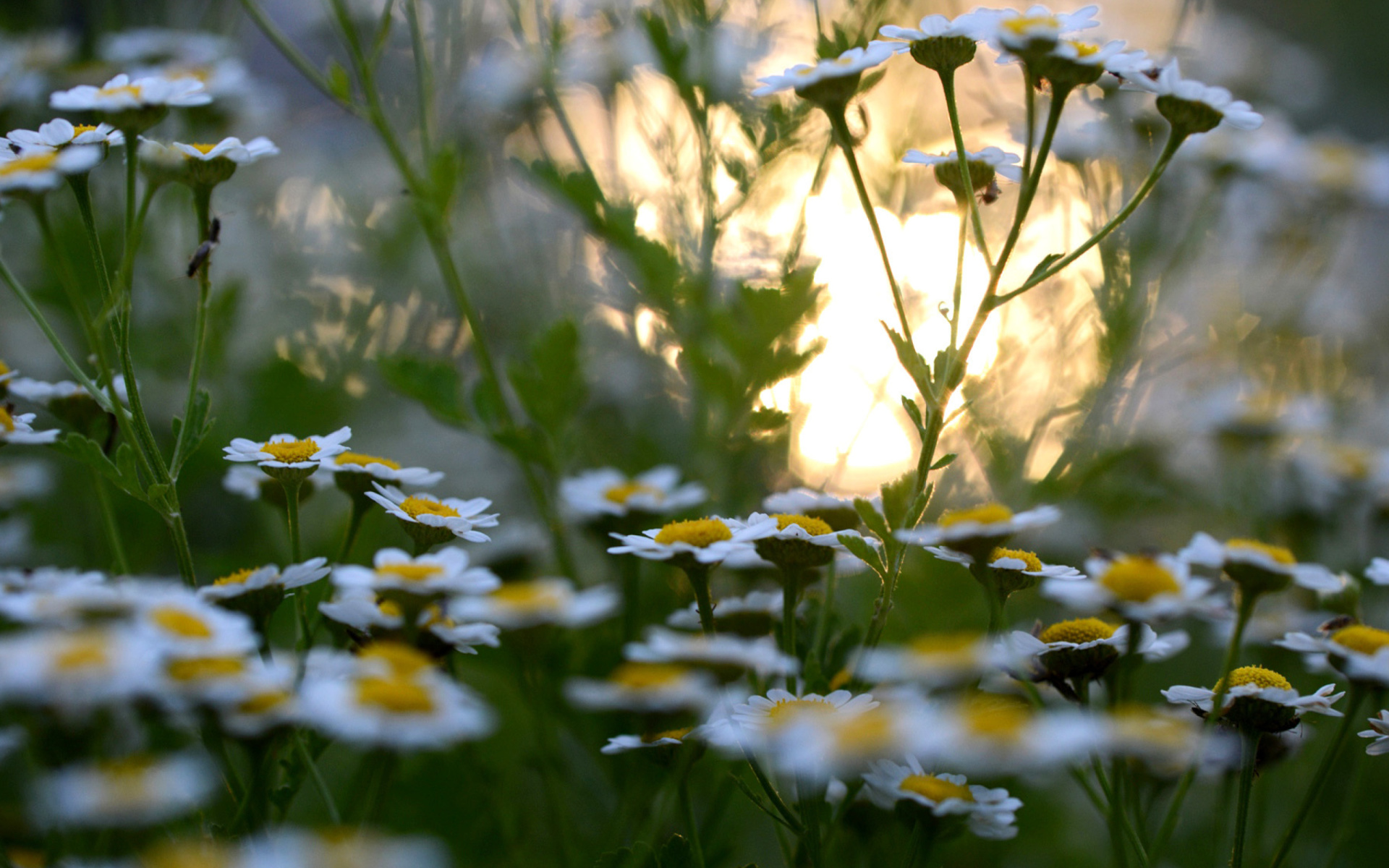 Sfondi Chamomile Macro Photo 1920x1200