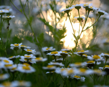 Обои Chamomile Macro Photo 220x176