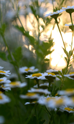 Обои Chamomile Macro Photo 240x400