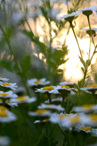 Chamomile Macro Photo wallpaper 320x480