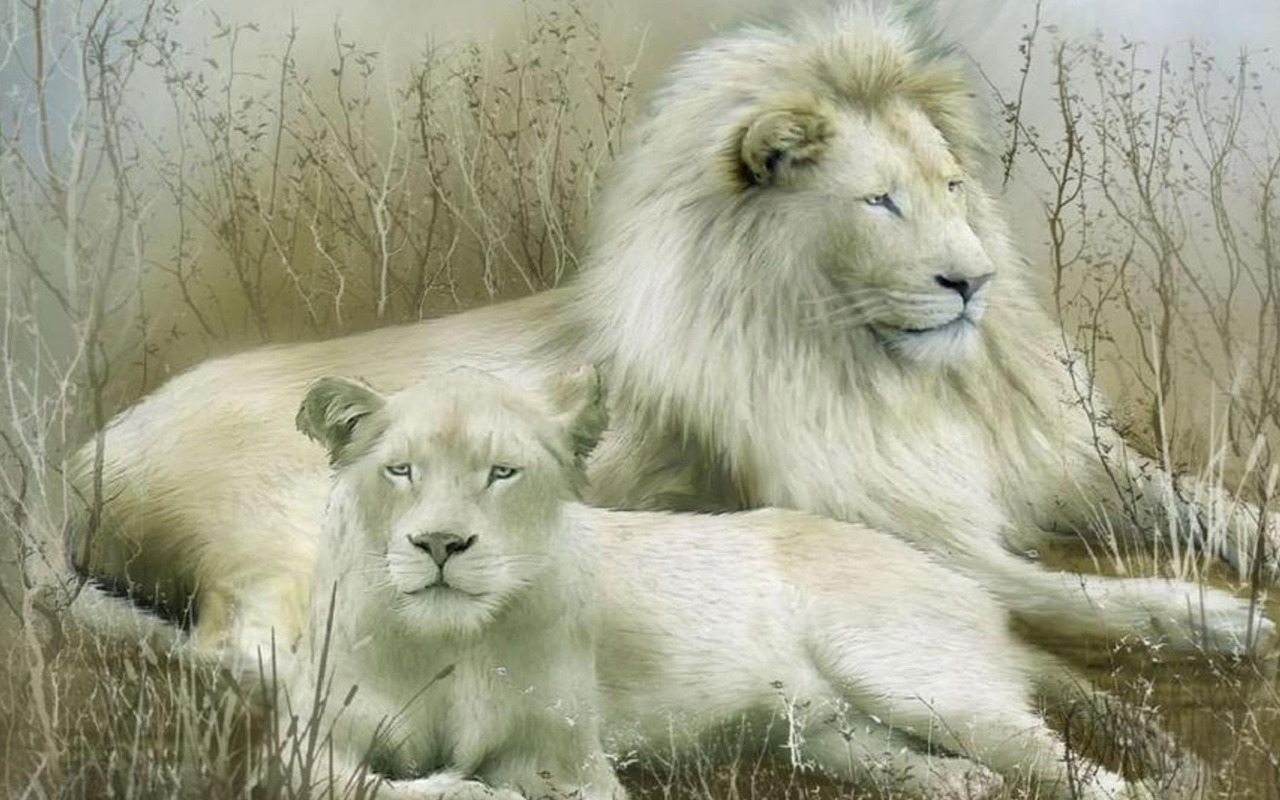 Das White Lions Wallpaper 1280x800