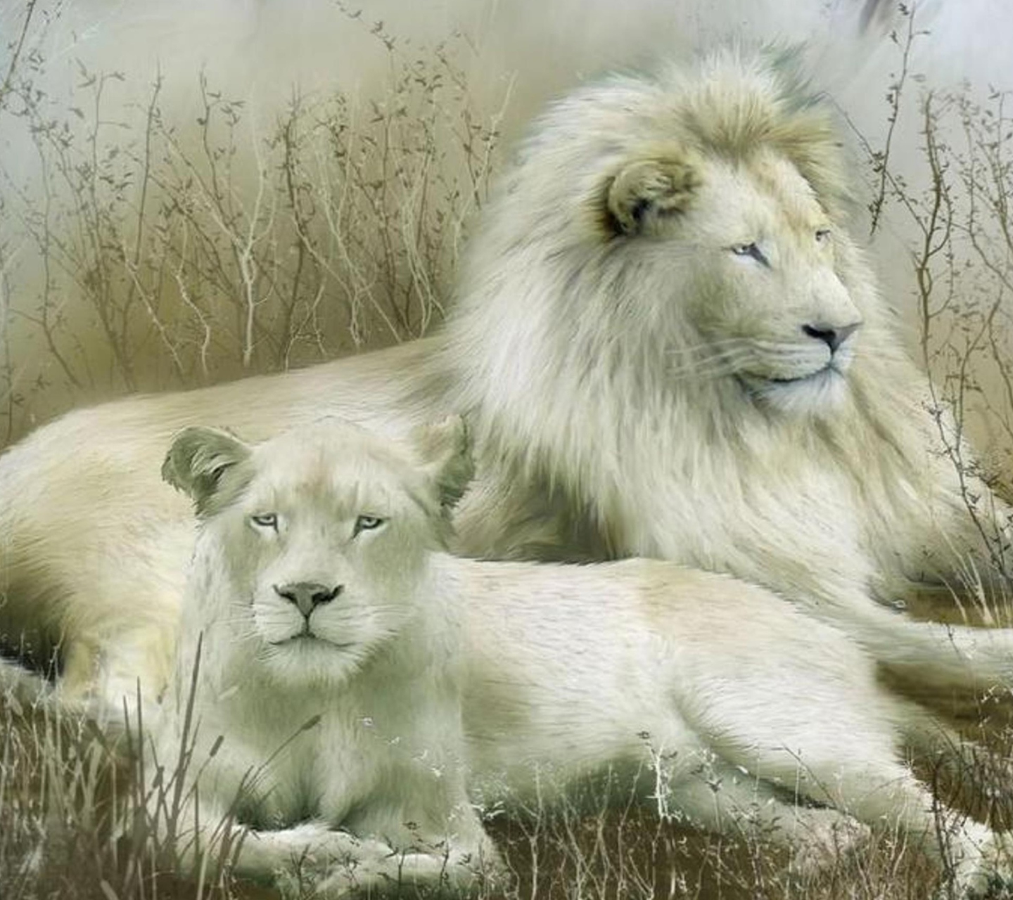 Das White Lions Wallpaper 1440x1280