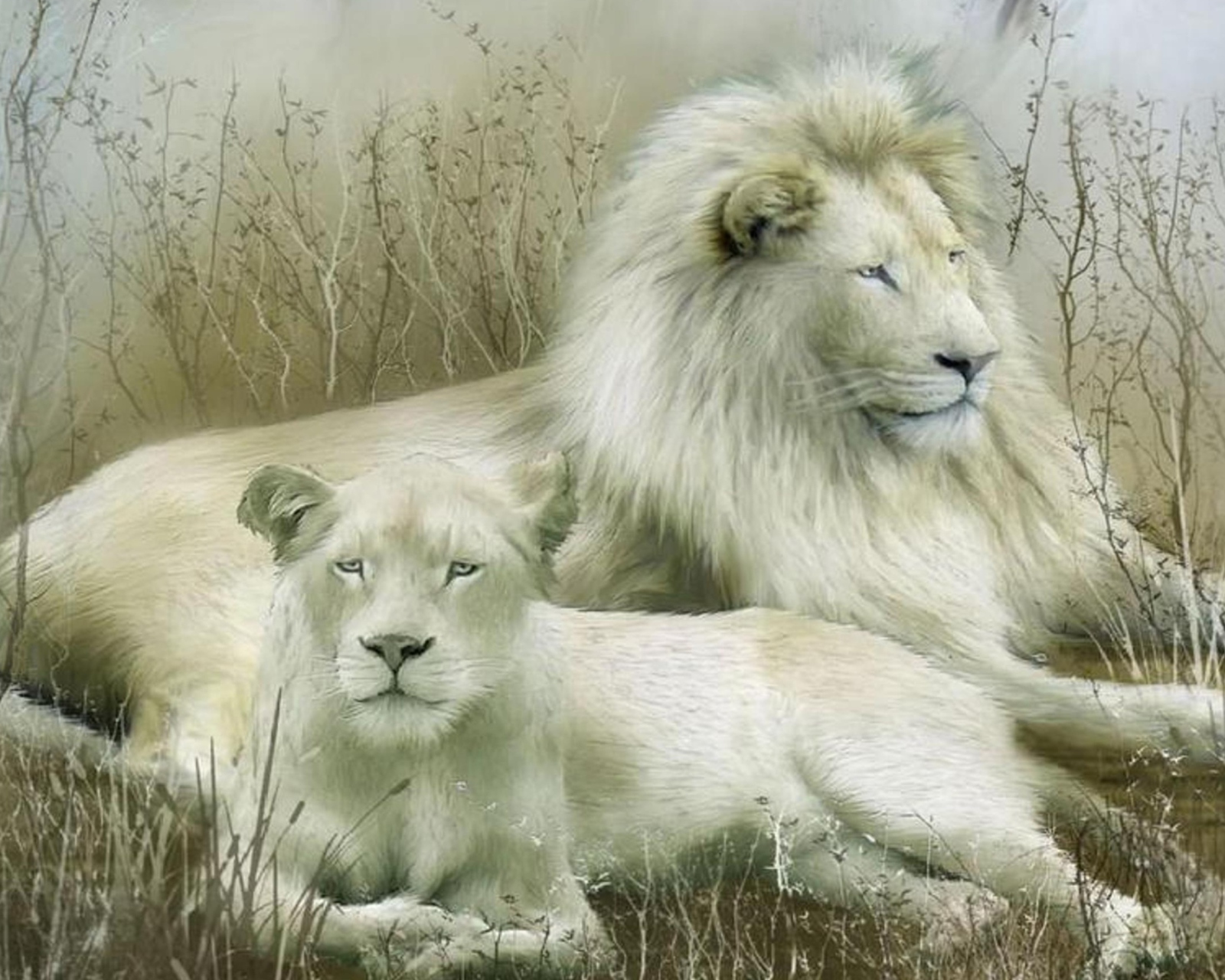 Обои White Lions 1600x1280