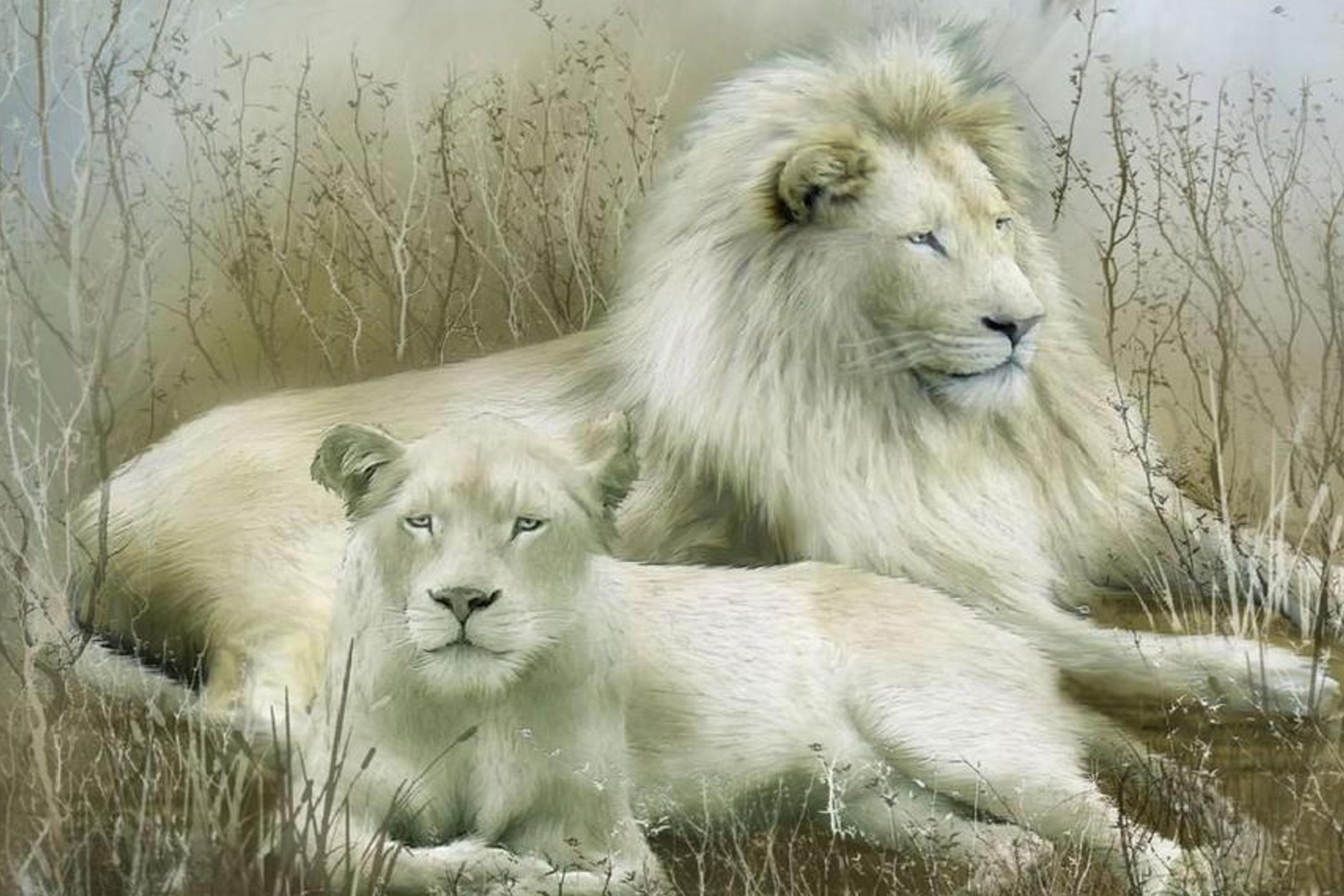 Обои White Lions 2880x1920