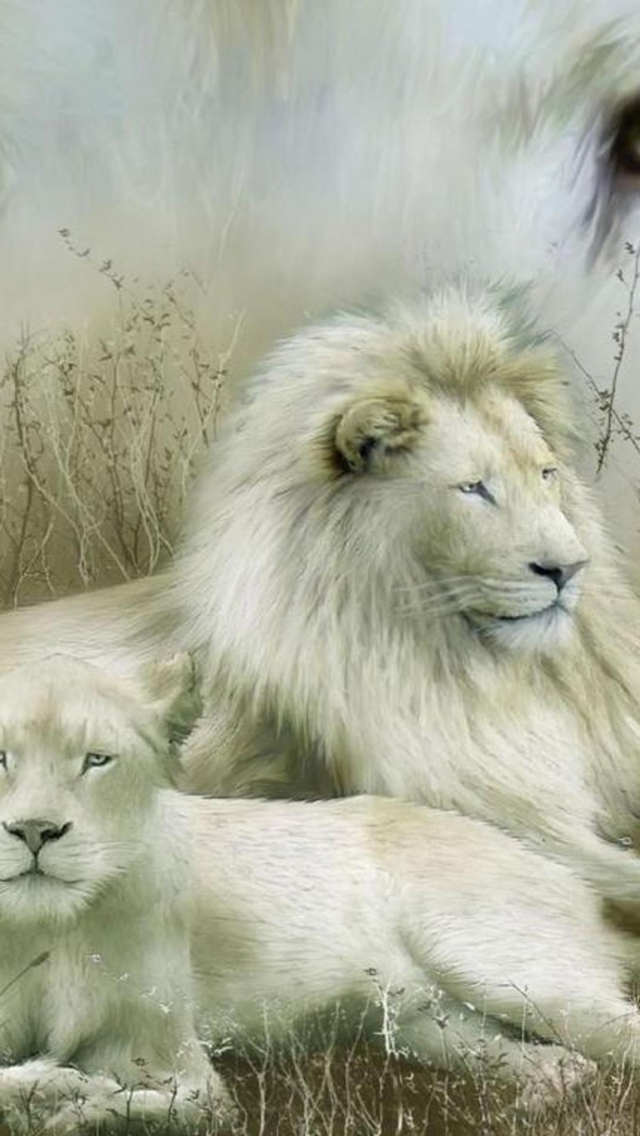 Fondo de pantalla White Lions 640x1136