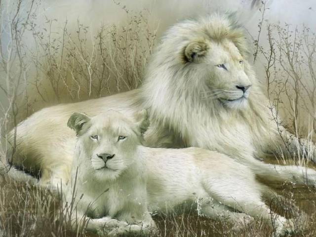 White Lions wallpaper 640x480