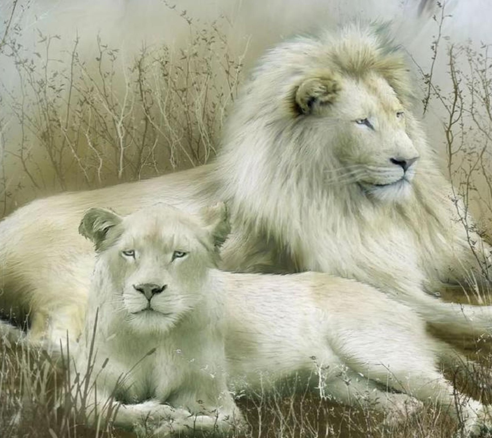 Das White Lions Wallpaper 960x854