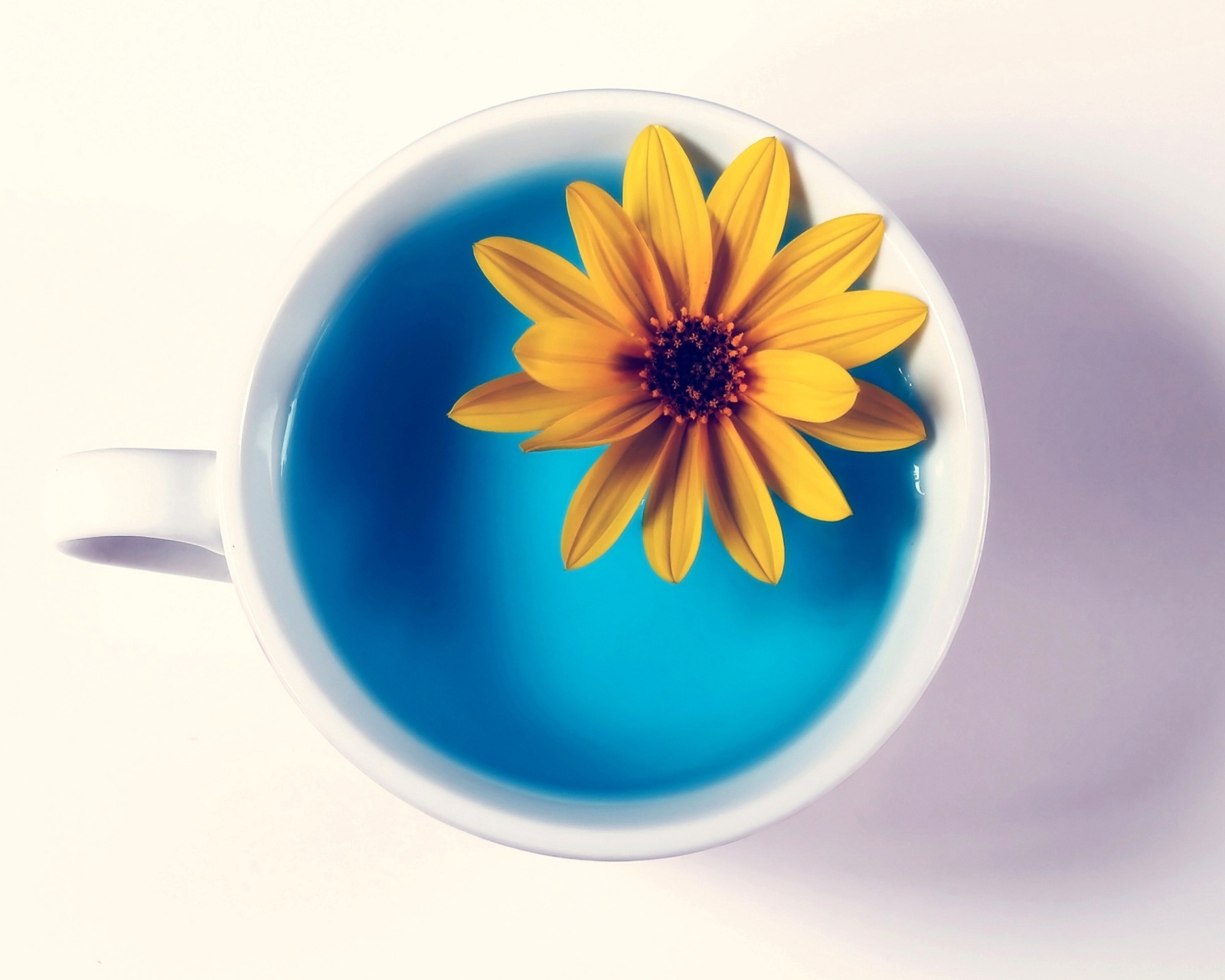 Sfondi Yellow Flower Blue Water 1600x1280