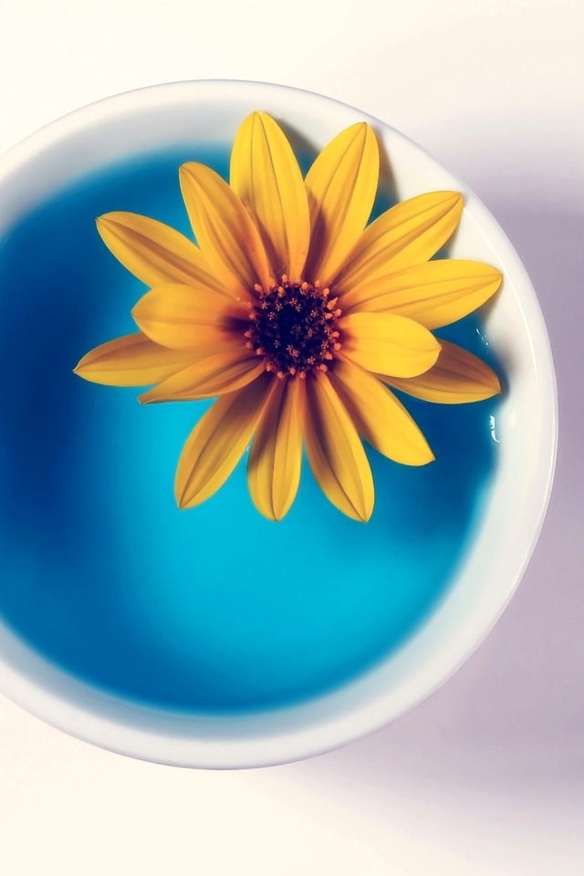 Das Yellow Flower Blue Water Wallpaper 640x960