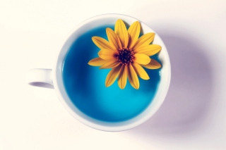 Yellow Flower Blue Water Background for Android, iPhone and iPad