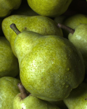 Fruit Pear wallpaper 176x220